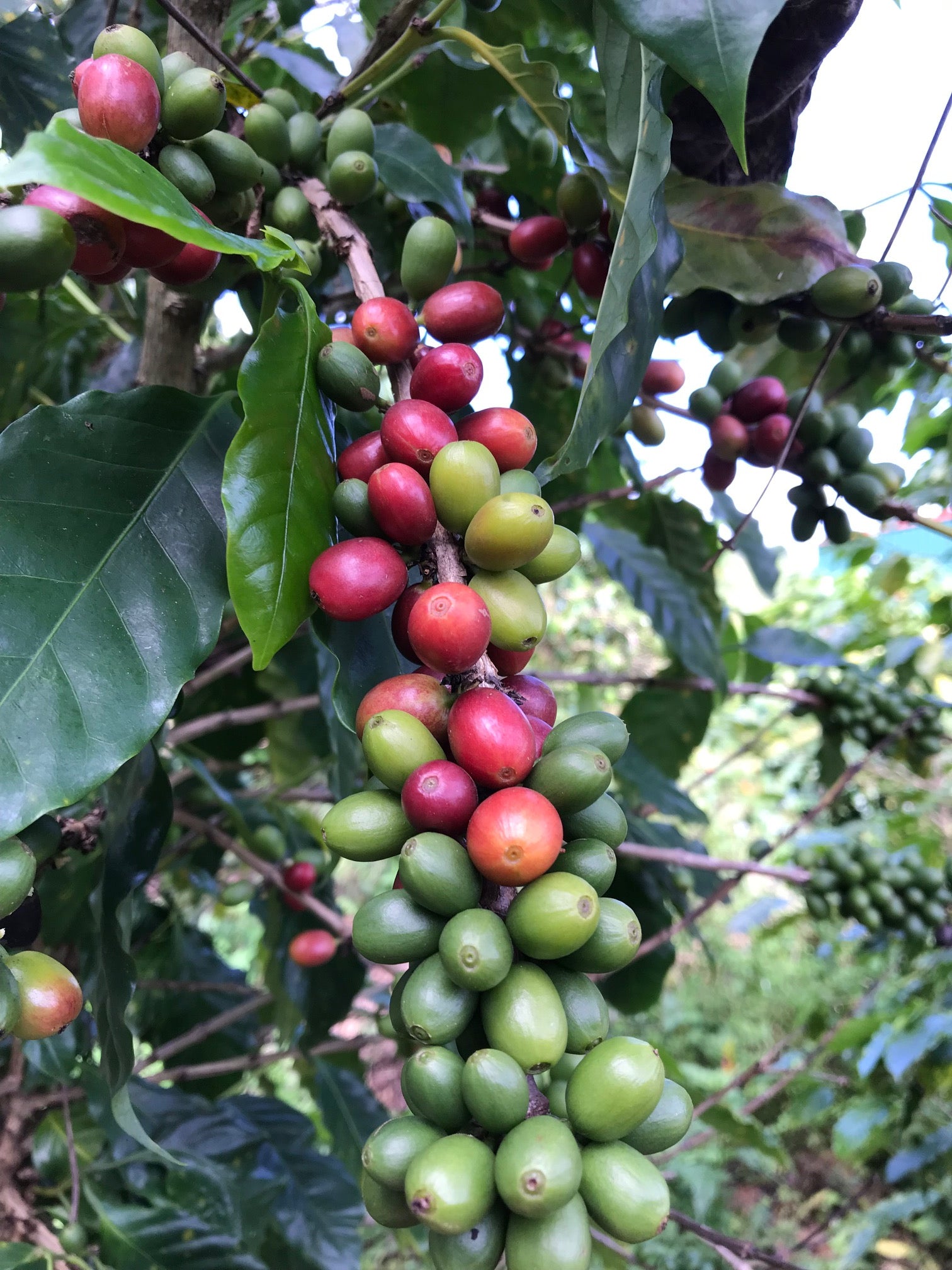 organic coffee beans